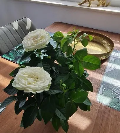 Διαμέρισμα New Danijela, Garden And Garage Place Σίμπενικ