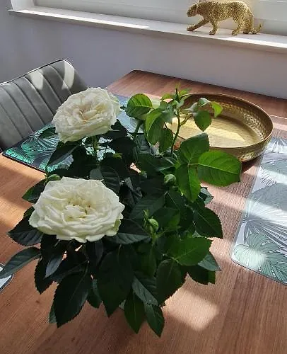 Appartement New Danijela, Garden&garage Place Šibenik